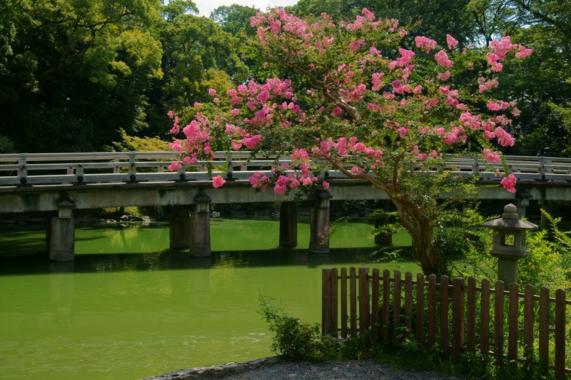 京都御苑のさるすべり_e0177413_13494571.jpg