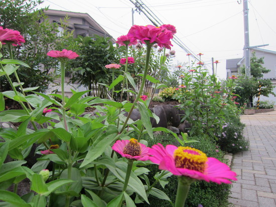 暑くてもユリ ^^_f0067514_746674.jpg