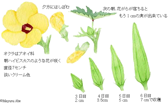 オクラの収穫　Okra_c0164716_11333658.gif