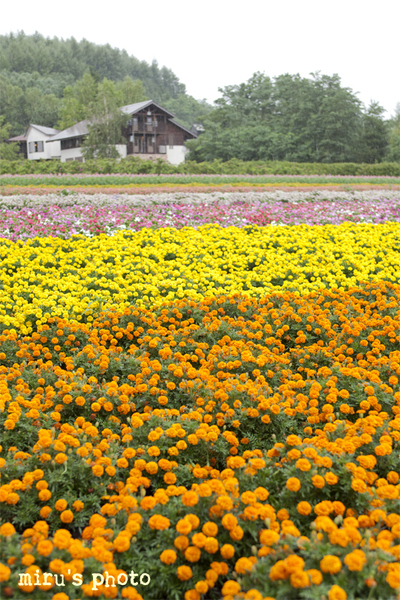 北海道 3_c0037519_1184791.jpg