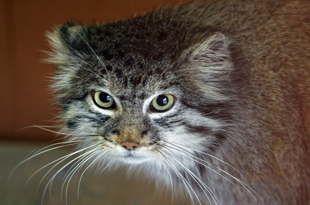 4頭顔見せ : 動物園放浪記