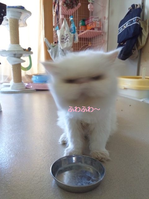 ふわふわチロル_d0152937_2132131.jpg