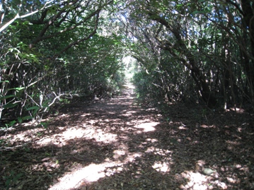 平戸　安満岳（５１４ｍ）～　生月島～　チャンポン_c0077338_557937.jpg