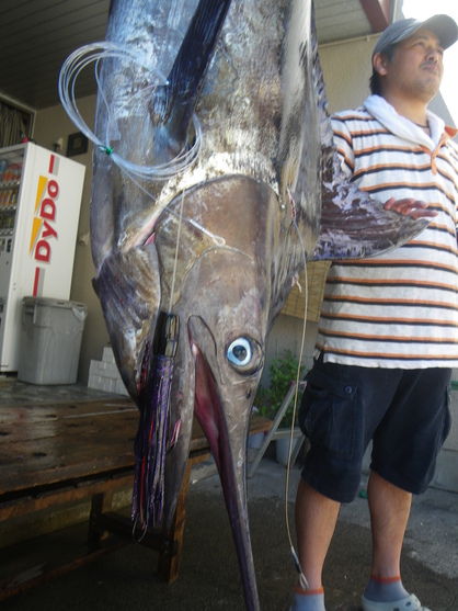 錦　鯛屋ハローズさん　連戦連勝今期9本目！【カジキ・マグロトローリング】_f0009039_11593889.jpg