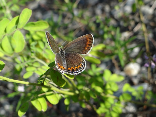 ミヤマシジミ 天竜川20120827_d0254540_13105285.jpg