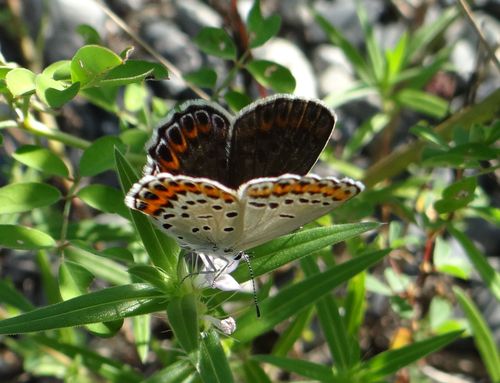 ミヤマシジミ 天竜川20120827_d0254540_13115064.jpg