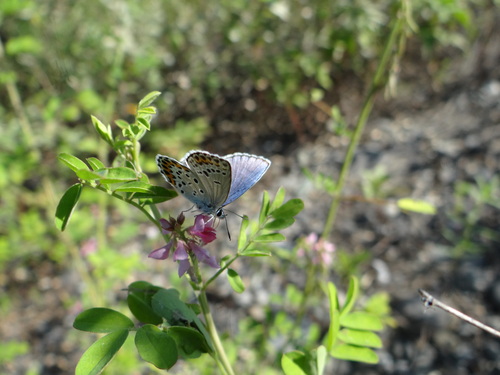 ミヤマシジミ 天竜川20120827_d0254540_13123241.jpg