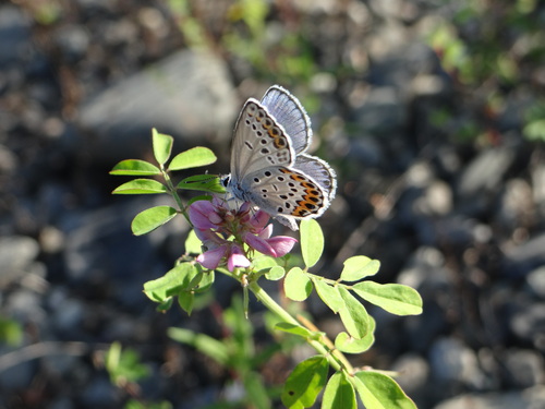 ミヤマシジミ 天竜川20120827_d0254540_1381734.jpg