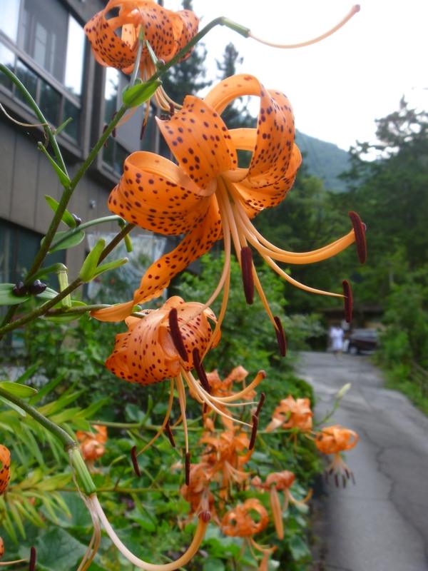 久々の夏休み～巌立峡（岐阜県）_a0170146_1571474.jpg