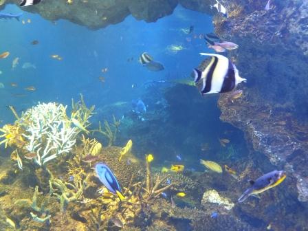 アクアリウムに癒されて・・・　京都水族館_e0028056_10182996.jpg