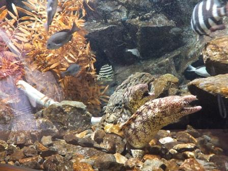 アクアリウムに癒されて・・・　京都水族館_e0028056_10522954.jpg