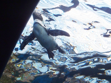 アクアリウムに癒されて・・・　京都水族館_e0028056_224356.jpg