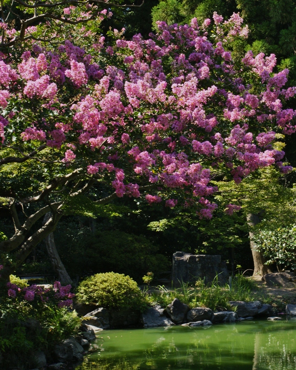 京都御苑　九条池　～燃えるように咲くサルスベリ～_b0063958_21123961.jpg