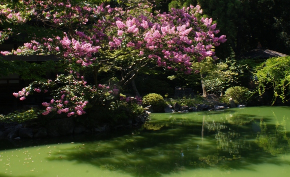京都御苑　九条池　～燃えるように咲くサルスベリ～_b0063958_21134792.jpg