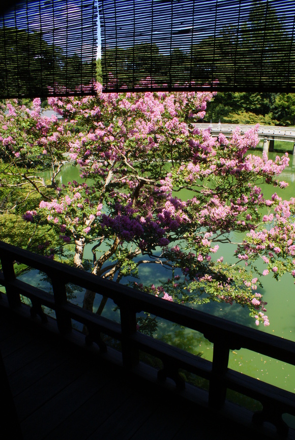 京都御苑　九条池　～燃えるように咲くサルスベリ～_b0063958_21161477.jpg