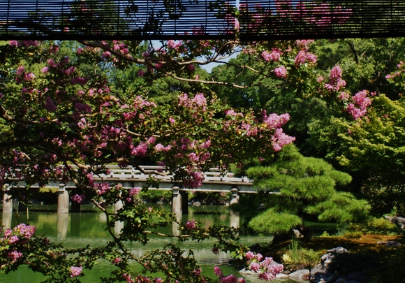 京都御苑　九条池　～燃えるように咲くサルスベリ～_b0063958_21182746.jpg