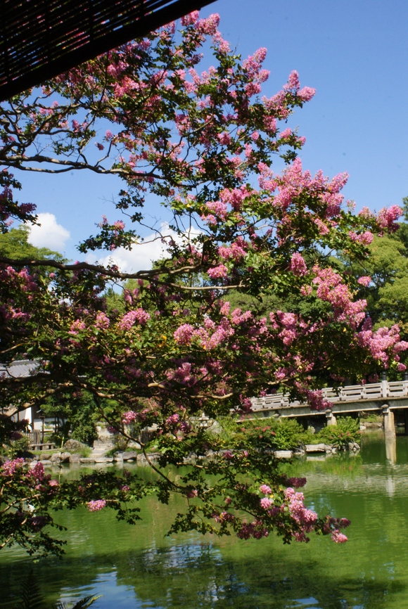 京都御苑　九条池　～燃えるように咲くサルスベリ～_b0063958_21192726.jpg