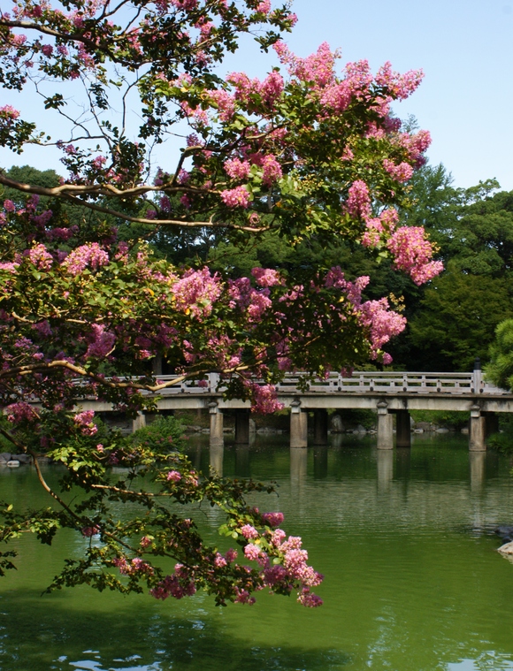 京都御苑　九条池　～燃えるように咲くサルスベリ～_b0063958_219269.jpg