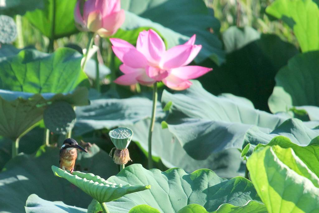 今朝の蓮池/赤銅色の赤富士/幼稚園の小さな花火大会_b0024798_1337157.jpg
