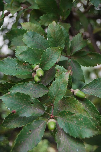 c0124100_14485155.jpg
