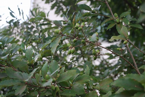 c0124100_14492891.jpg