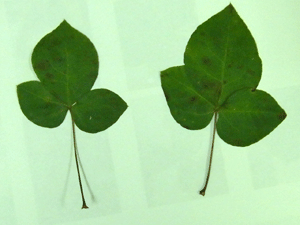 f0232920_11502524.gif