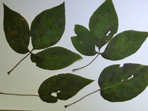 f0232920_1153764.gif