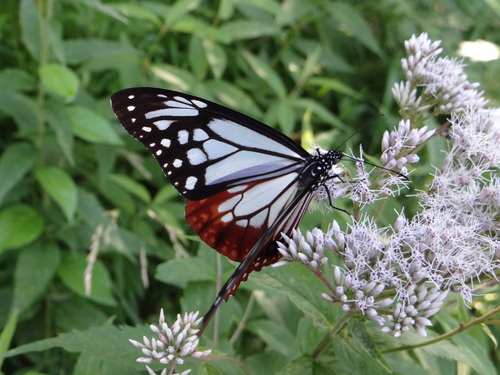 アサギマダラ 201208_d0254540_1749043.jpg