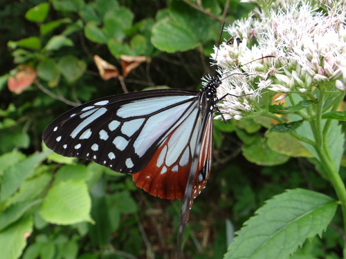 アサギマダラ　201208_d0254540_17513243.jpg