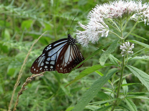 アサギマダラ 201208_d0254540_17522194.jpg
