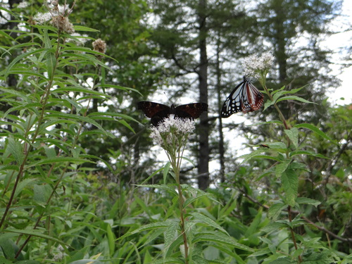 アサギマダラ 201208_d0254540_17545994.jpg