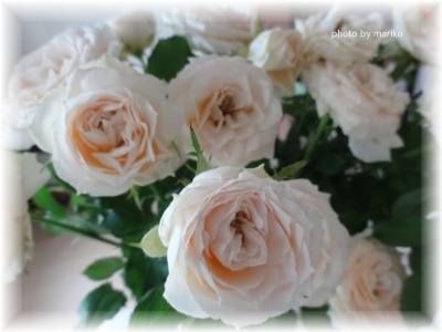 thanks 薔薇_d0165645_116426.jpg