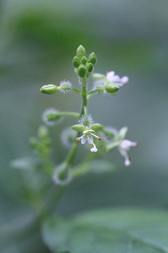 c0155950_7572544.jpg