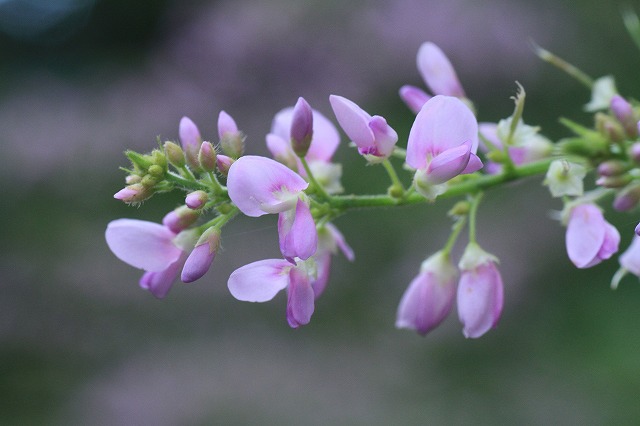 c0155950_894359.jpg