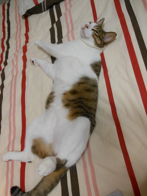 失われた野生 猫に飼われるかじじの日常 失われた野生 猫に飼われるかじじの日常