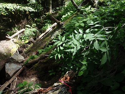 c0097754_21375360.jpg