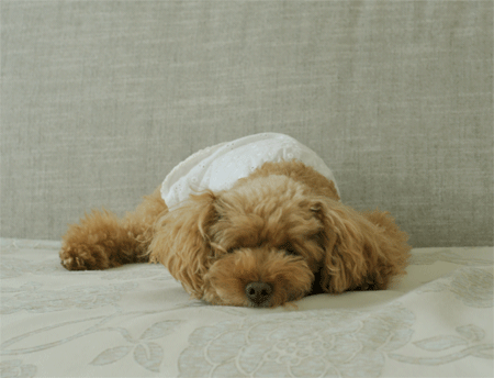 c0196673_8355459.gif