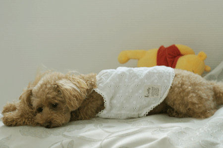 c0196673_8355798.gif
