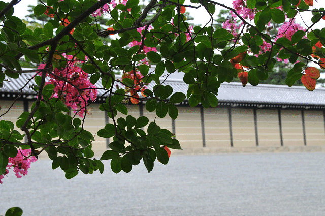 a0275782_1013572.gif