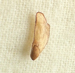 まつぼっくり_a0247891_2113816.jpg