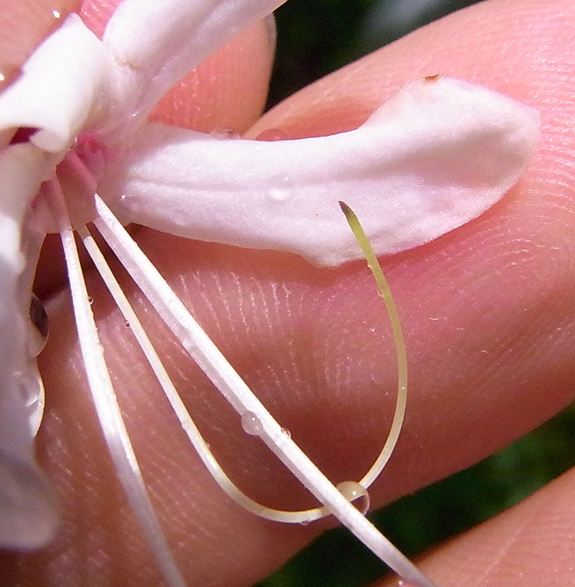 親愛なる、そのへんの植物-6 「クサギ」_d0163696_1228593.jpg