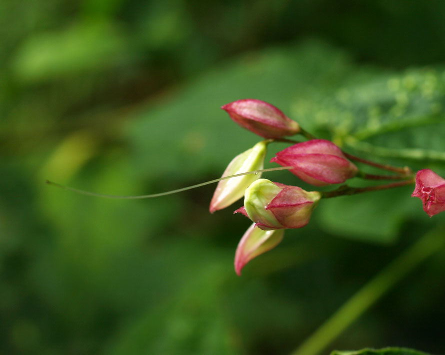 親愛なる、そのへんの植物-6 「クサギ」_d0163696_12331621.jpg