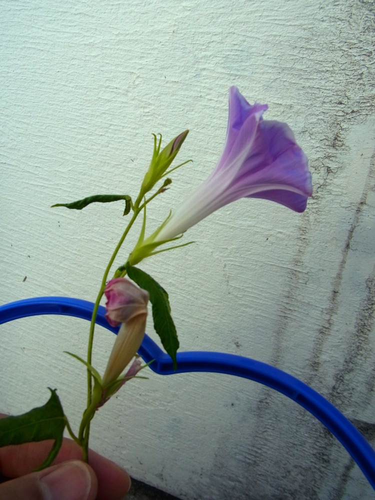 c0167798_611551.jpg