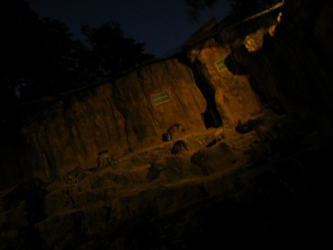 NIGHT ZOO ................_b0192199_22614.jpg