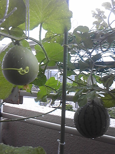 c0037701_16202371.jpg