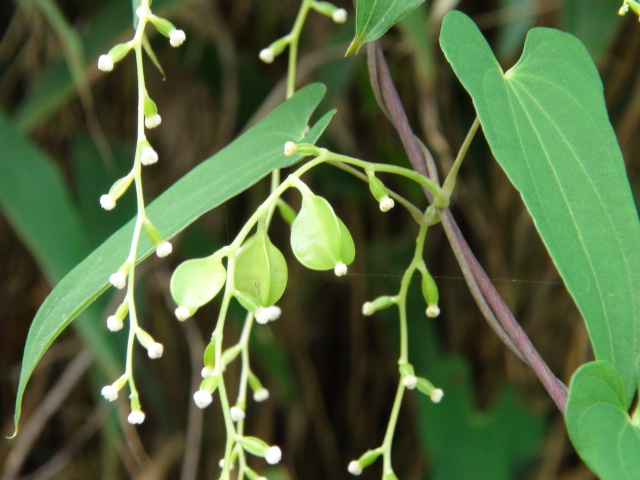 自然薯の雌花と自然薯の雄花 徳ちゃん便り 自然薯の雌花と自然薯の雄花 徳ちゃん便り