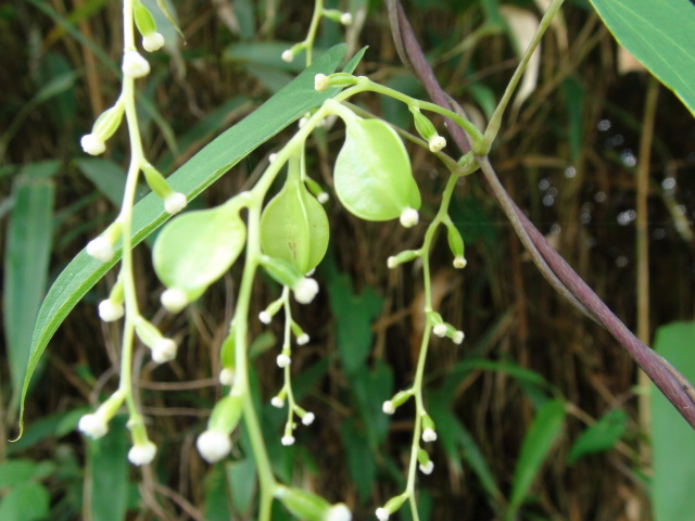自然薯の雌花と自然薯の雄花 徳ちゃん便り 自然薯の雌花と自然薯の雄花 徳ちゃん便り