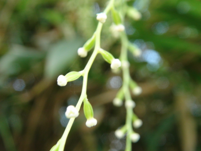 自然薯の雌花と自然薯の雄花 徳ちゃん便り