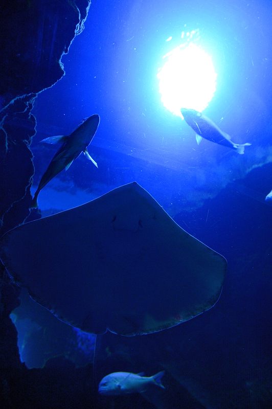 京都水族館 其の二_f0032011_1944024.jpg