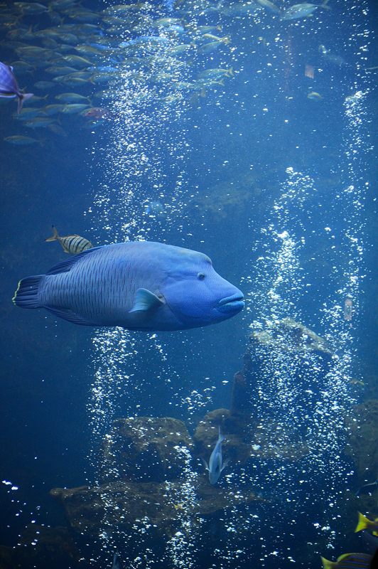 京都水族館 其の二_f0032011_19441190.jpg